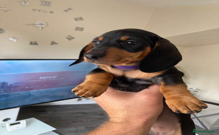 Dachshund dogs - Advert 1