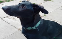 German Shepherd dogs for sale: Female Black German Shepherd Puppy in London - Image 2