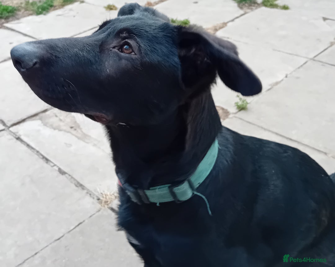 German Shepherd dogs for sale: Female Black German Shepherd Puppy in London - Image 2