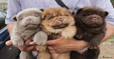 Chow Chow dogs - Advert 3