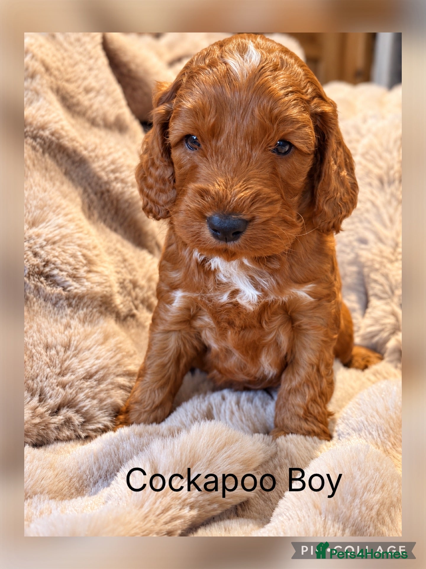 Cockapoo dogs for sale: Stunning red sable and red F1 Cockapoo’s - Advert 1