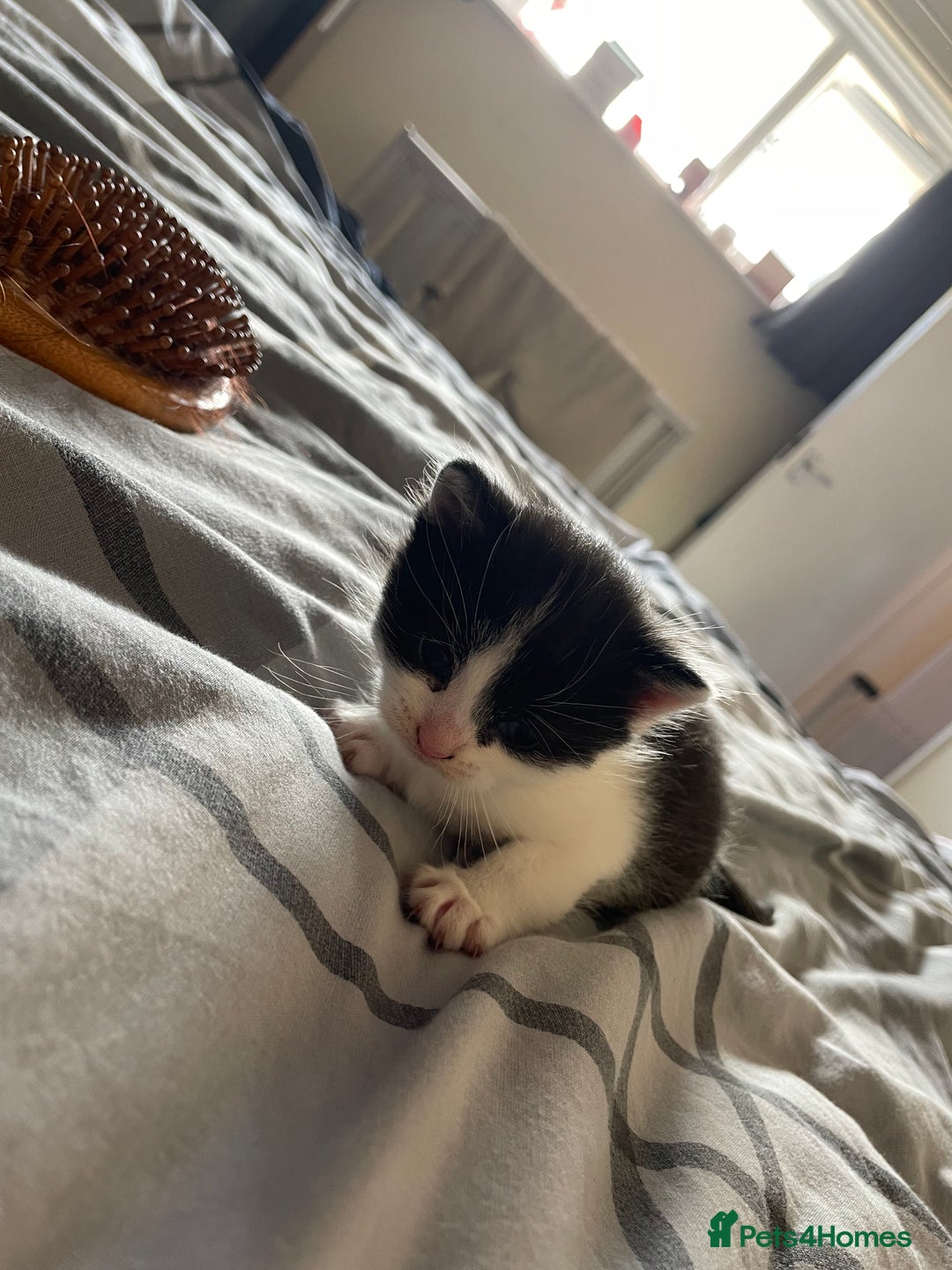 British Shorthair cats for sale: Kittens for sale  - Image 6