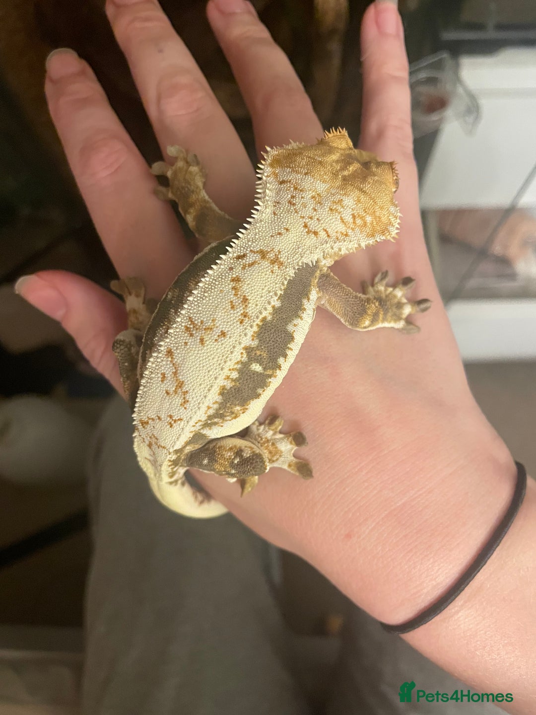 Gecko reptiles for sale: Lily White crested gecko.  - Image 8