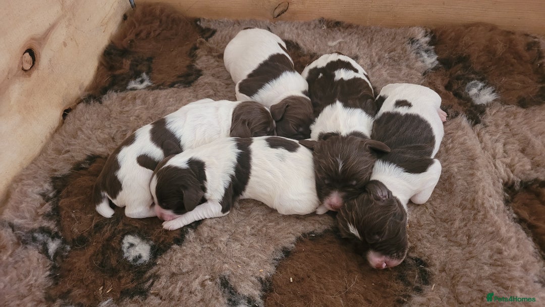 English Springer Spaniel dogs for sale: KC Working English Springer Spaniel puppies  - Image 20