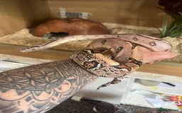 Boa Snake reptiles for sale: Boa for sale no time waster’s please  in Barnsley - Image 8