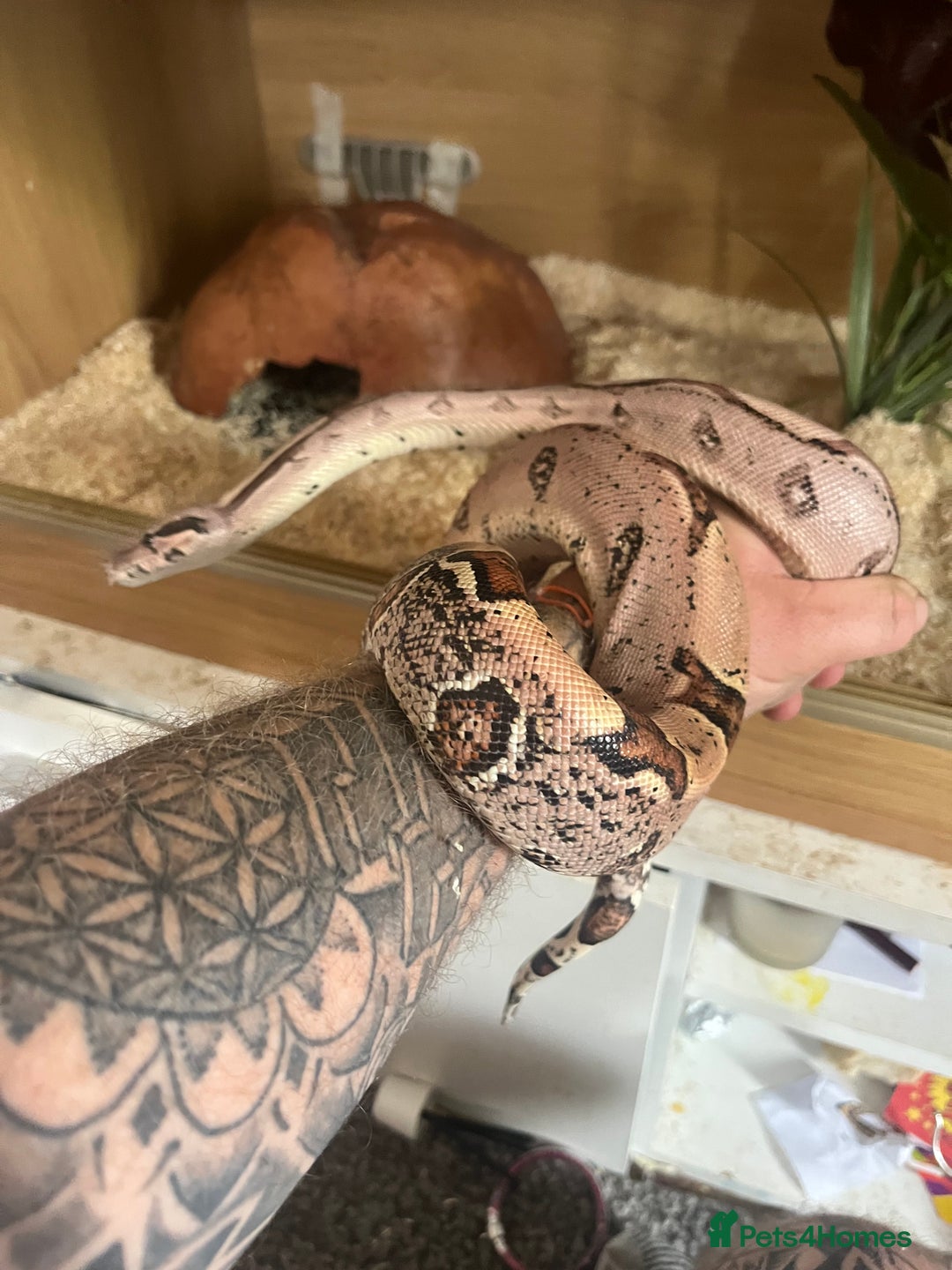 Boa Snake reptiles for sale: Boa for sale no time waster’s please  in Barnsley - Image 8