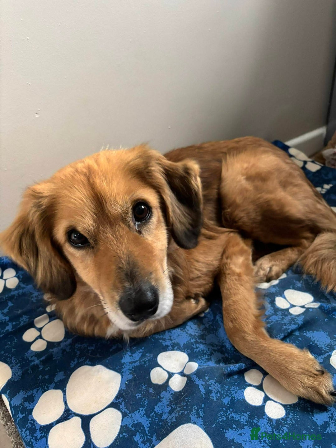 Mixed Breed dogs for adoption: Meet Twiggy,currently residing in Yorkshire  - Advert 8