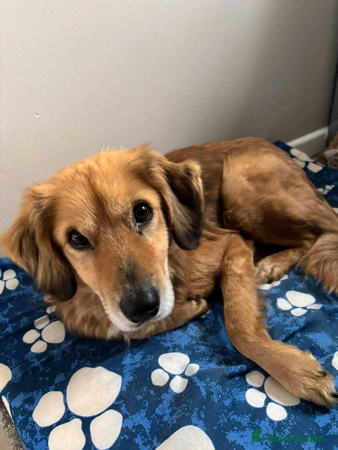 Mixed Breed dogs for adoption: Meet Twiggy,currently residing in Yorkshire  - Advert 8