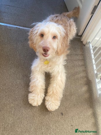 Cockapoo dogs in Norwich - Advert 3