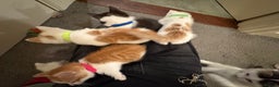 Domestic Shorthair cats for sale: Domestic Shorthairs - 6 Left - Advert 5