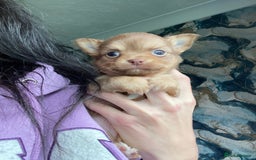 Chihuahua dogs for stud: STUD: Gorgeous White Long Coat Chihuahua  in Aldershot - Image 23