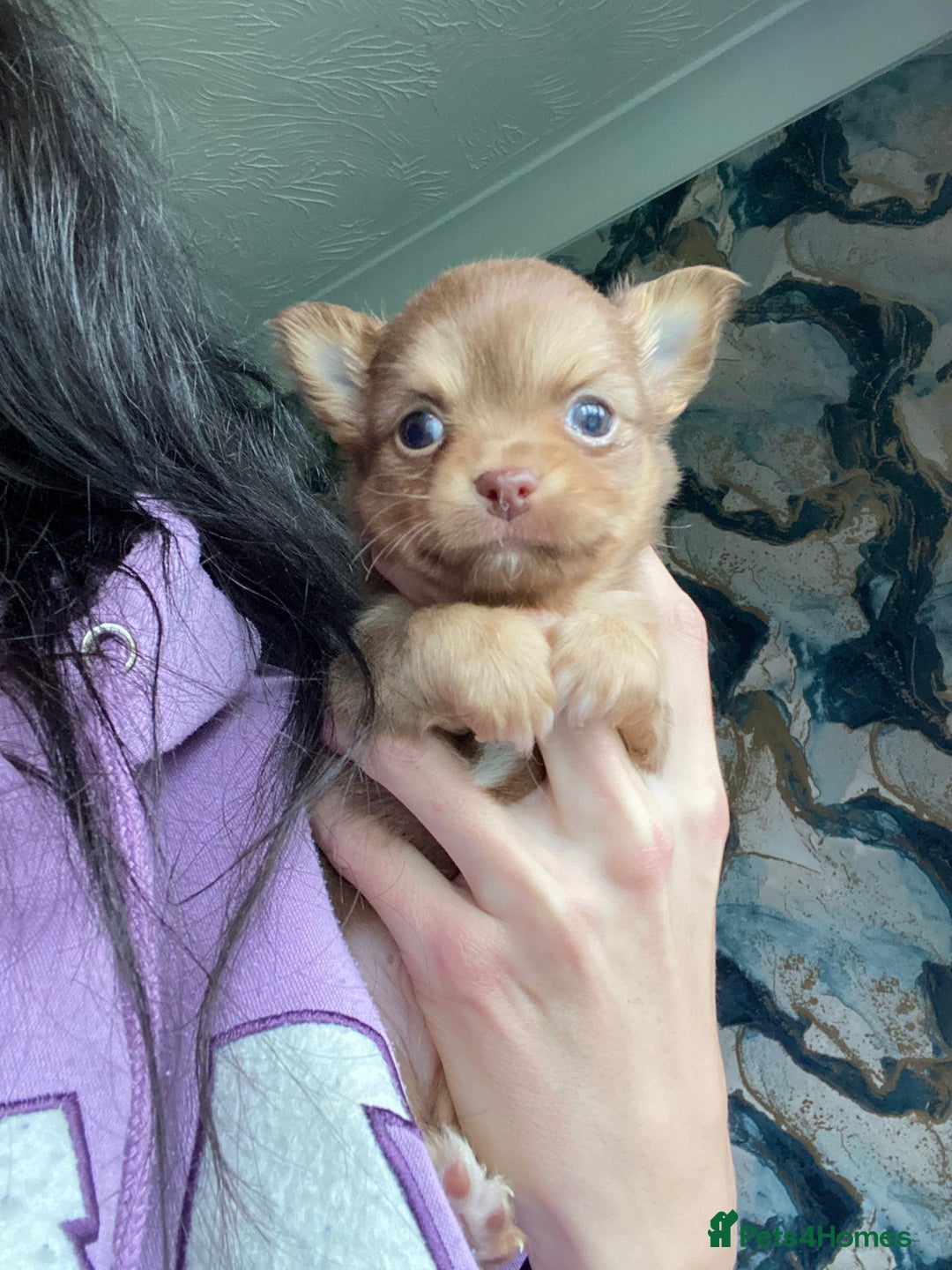 Chihuahua dogs for stud: STUD: Gorgeous White Long Coat Chihuahua  in Aldershot - Image 23