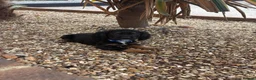 Cocker Spaniel dogs for sale: 5 cocker spaniels puppies  - Advert 11