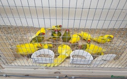 Parakeets birds for sale: Young parent reared kakarikis - Image 8