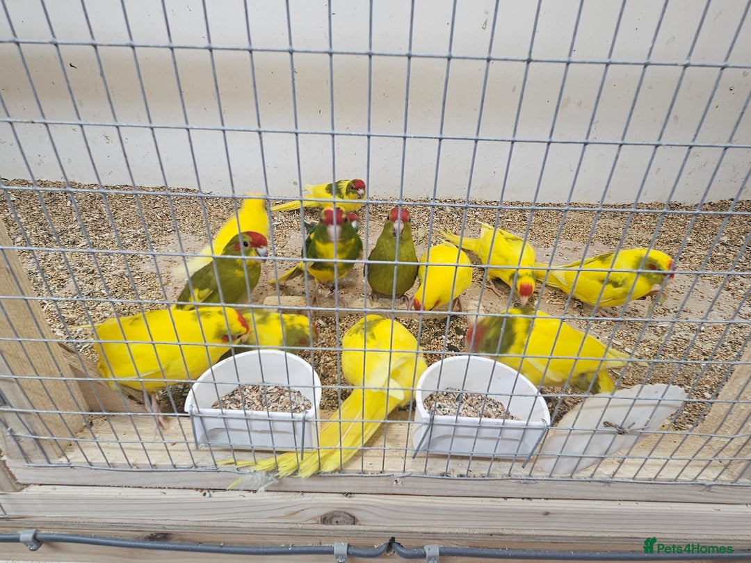 Parakeets birds for sale: Young parent reared kakarikis - Image 8