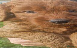 Labradoodle dogs for sale: The Darkest Fox Red Doodles. - Image 9