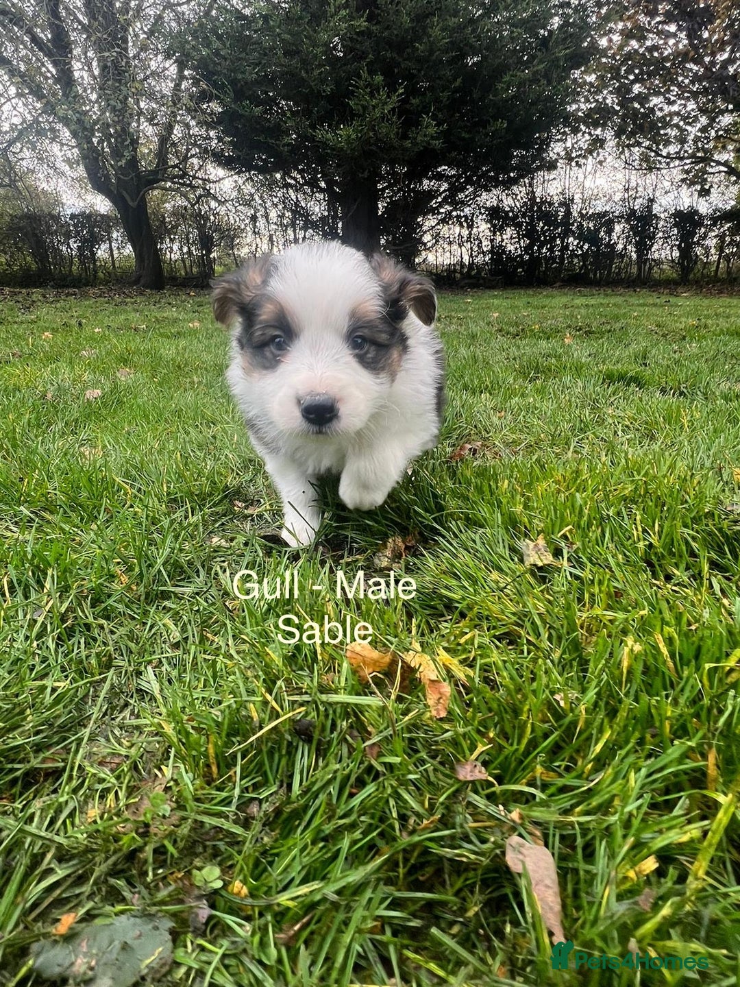 Border Collie dogs for sale: Pure Bred Border Collie Puppies For Sale - Image 7