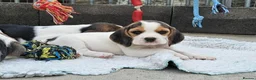 Beagle dogs for sale: Stunning Litter of KC Registered Beagle Pups  in Thirsk - Advert 16