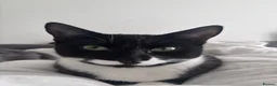 Mixed Breed cats for sale: Grey Kitten, Black & White - Advert 4