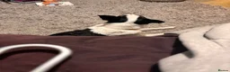 Border Collie dogs for sale: Bluey (Border Collie) in Blackpool - Advert 3