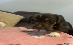 Mixed Breed dogs for sale: Jack-Chi Puppies - 2 Boys Left - Image 4