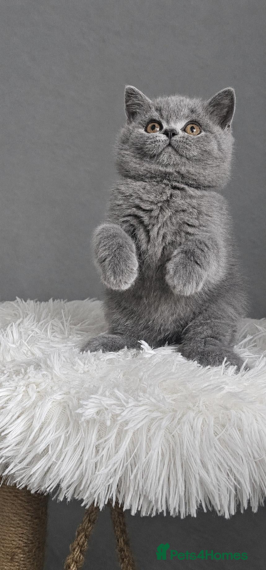 British Shorthair cats GCCF Registered British Shorthair Kittens - Advert 1