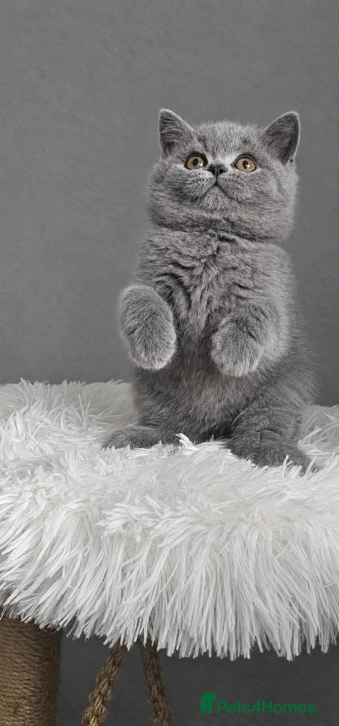 British Shorthair cats for sale: GCCF Registered British Shorthair Kittens - Advert 2