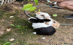 Mixed Breed rabbits for sale: 2 x bonded female rabbits  - Advert 3