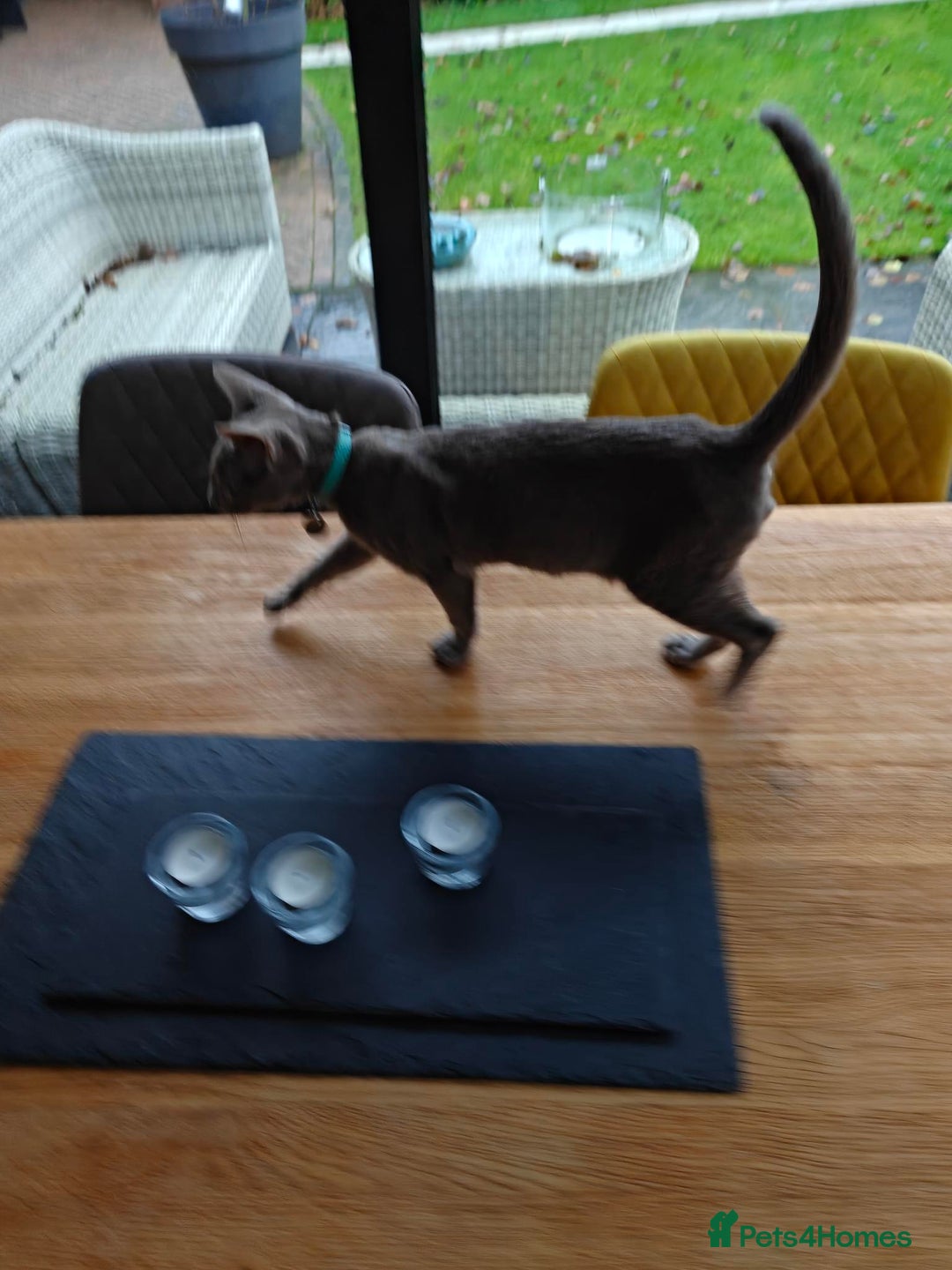 Oriental cats for sale: Handsome Loving Oriental Shorthair Boy Lilac-Grey - Advert 7