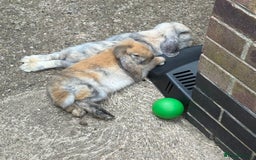 Mini Lop rabbits for sale: 2x male mini lop bonded Brothers for sale  - Image 5