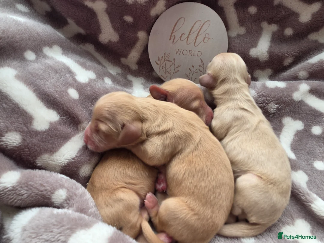 Miniature Dachshund dogs for sale: Cream long haired dachshunds  in Spalding - Advert 3
