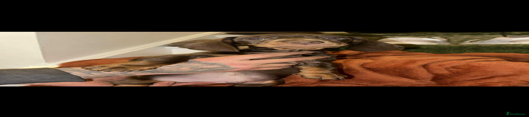 Miniature Dachshund Puppy 1