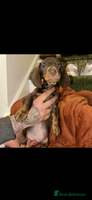 Miniature Dachshund dogs miniature dachshund for sale - Advert 6