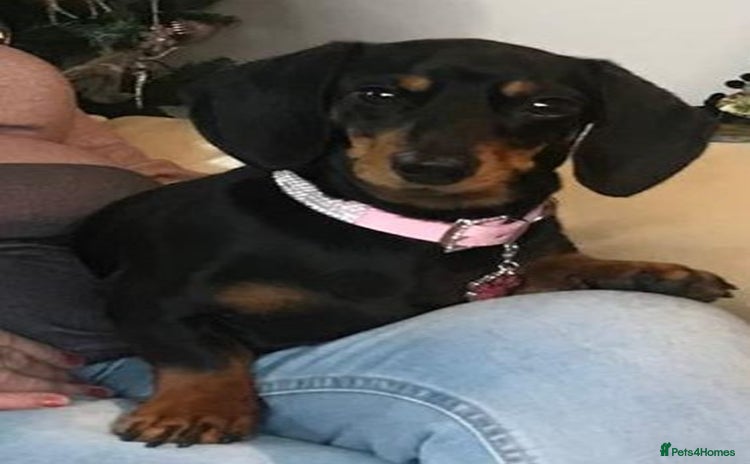 Dachshund dogs - Advert 1