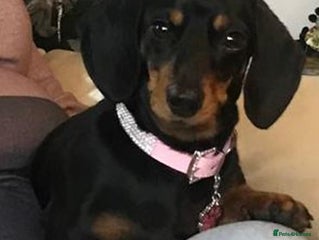 Dachshund dogs - Advert 10