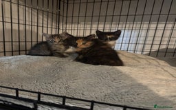 Mixed Breed cats for sale: Kittens ready now  - Image 1