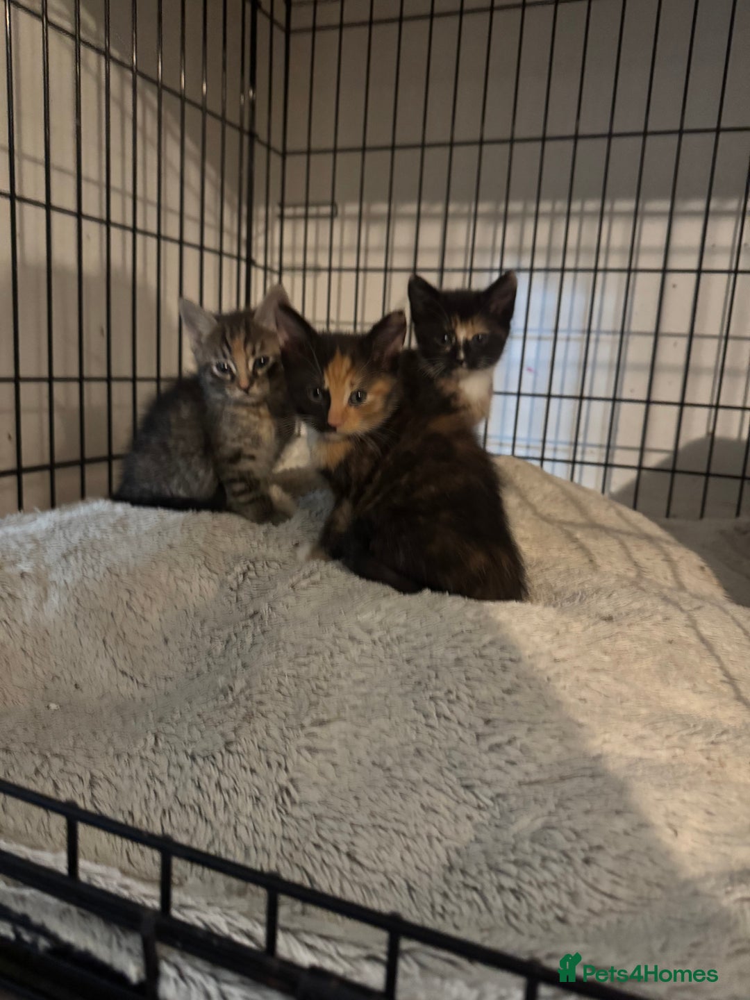 Mixed Breed cats for sale: Kittens ready now  - Image 1
