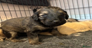 Schnoodle dogs - Advert 1