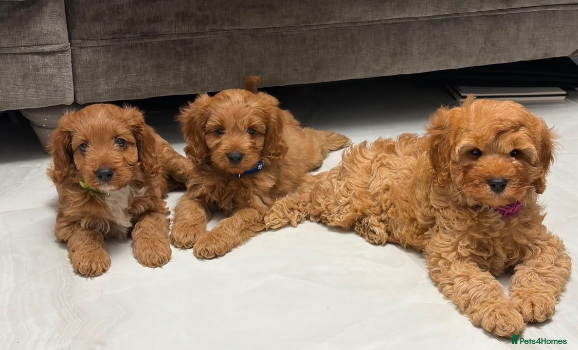 Cavapoo dogs 5⭐️licensed Breeder, outstanding F1 cavapoo’s  - Advert 2