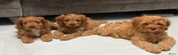Cavapoo dogs for sale: 5⭐️licensed Breeder, outstanding F1 cavapoo’s  - Advert 12