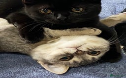 British Shorthair cats for sale: British shorthair kittens  - Image 2