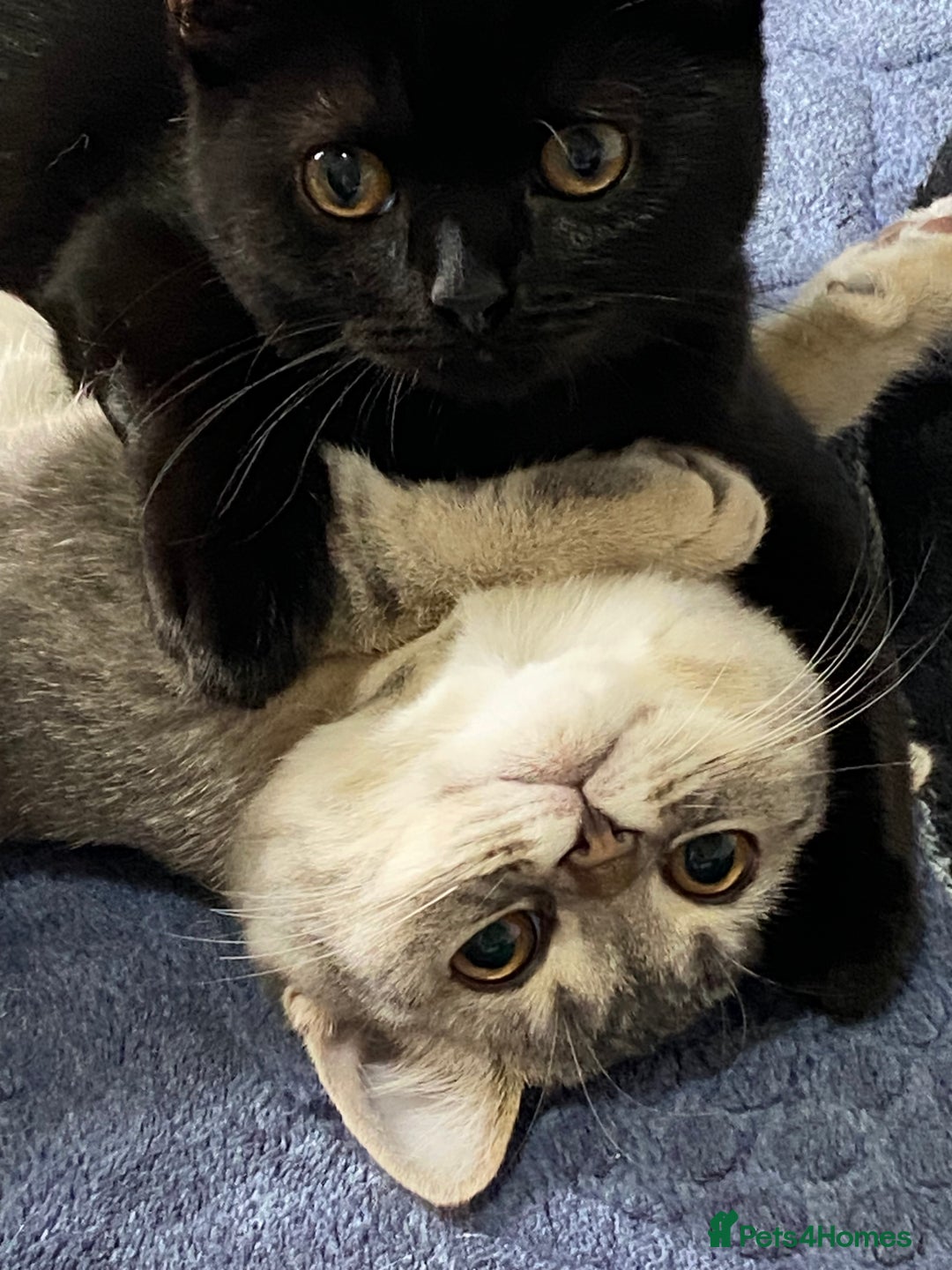 British Shorthair cats for sale: British shorthair kittens  - Image 2