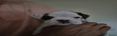 Boxer Puppy 1