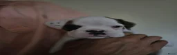 Boxer dogs for sale: Boxer puppies looking for their forever homes  - Advert 14