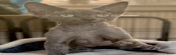Devon Rex cats for sale: Fantastic pedigree Devon Rex kittens  - Advert 8