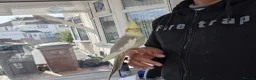 Cockatiels birds for sale: Super Hand Tamed cockatiel for sale  - Advert 14