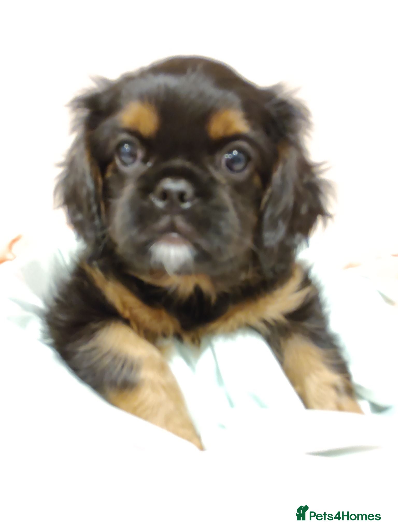 Mixed Breed dogs Adorable Teddy Bear Pupps CKCS × Griffon Belge - Advert 1
