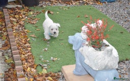 West Highland Terrier dogs for sale: Gorgeous West Highland Terrier Puppies - Image 7