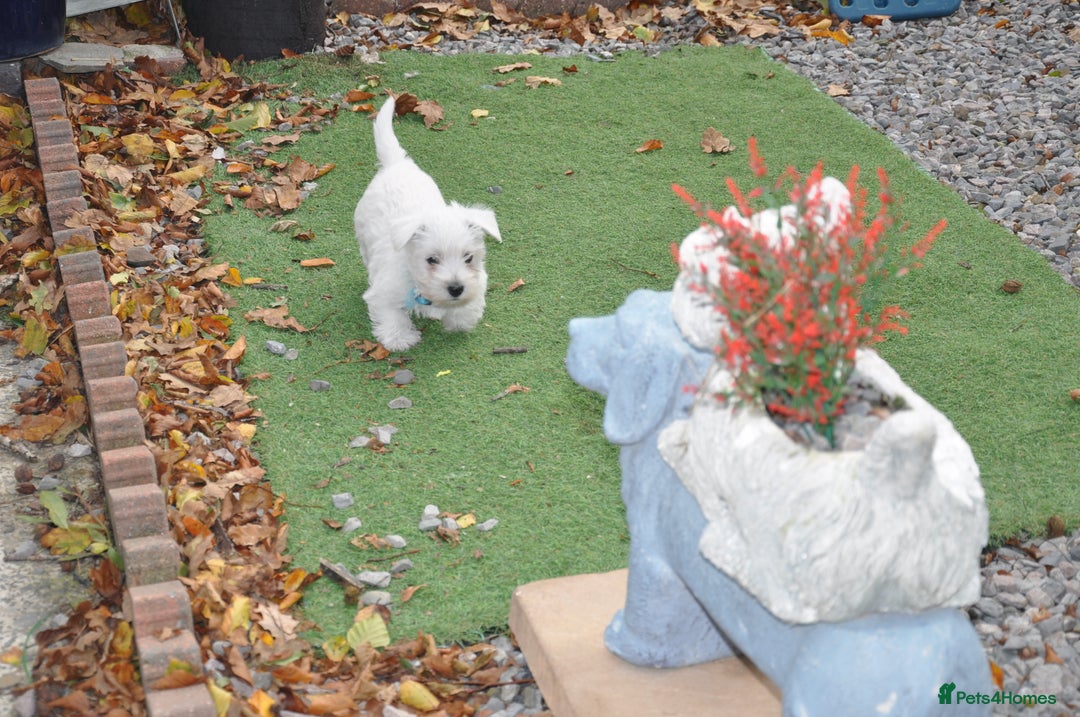 West Highland Terrier dogs for sale: Gorgeous West Highland Terrier Puppies - Image 7