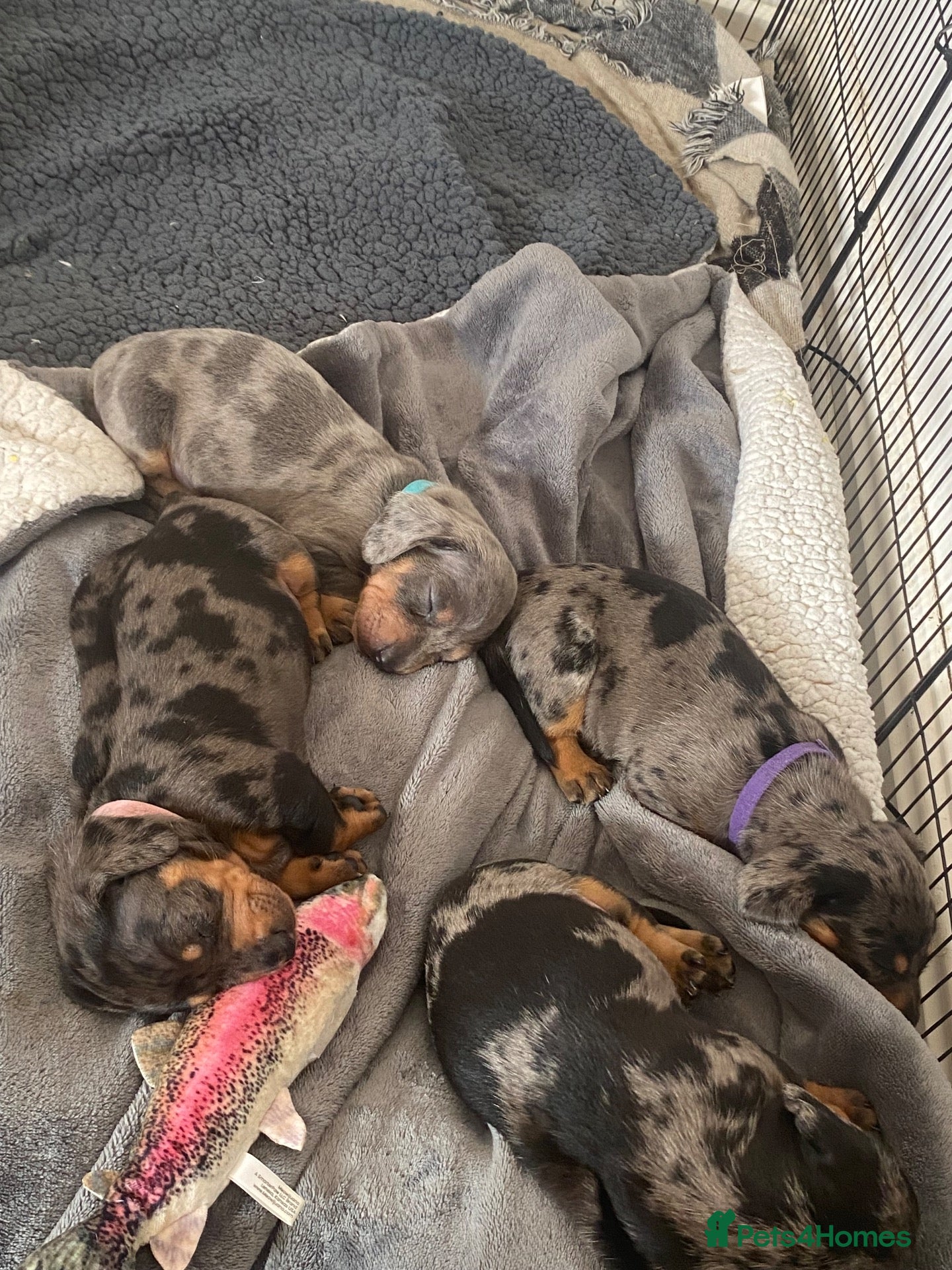 Dachshund dogs Tri silver dapple dachshunds ❤️ - Advert 6